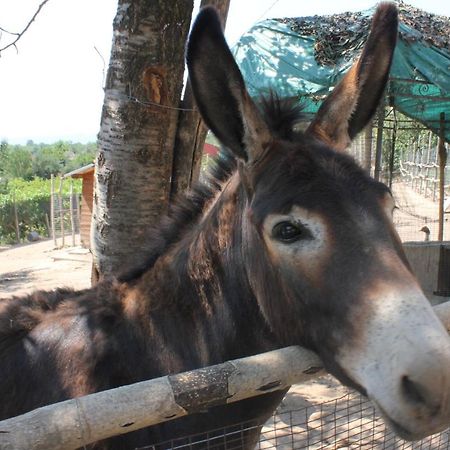 Agriturismo La Roccia Βίλα Vo Εξωτερικό φωτογραφία